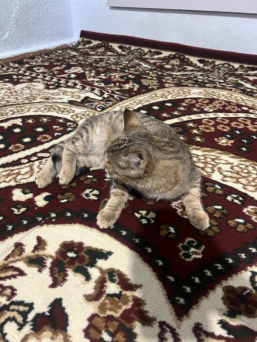 Mushuk sotiladi qz bola