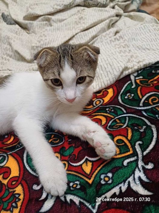 Отдам даром котенка мальчик
