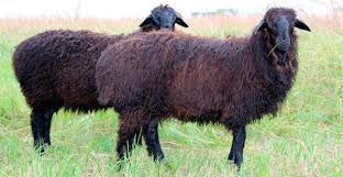 Бараны марка овцы кой баранов продам от 40000