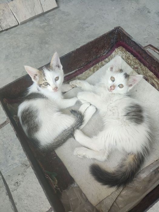 Котята в хорошие руки