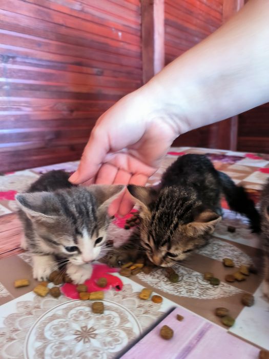 Pisicuțe spre adopție