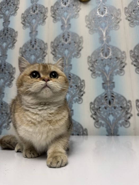 Продается котенок мальчик шиншила золото