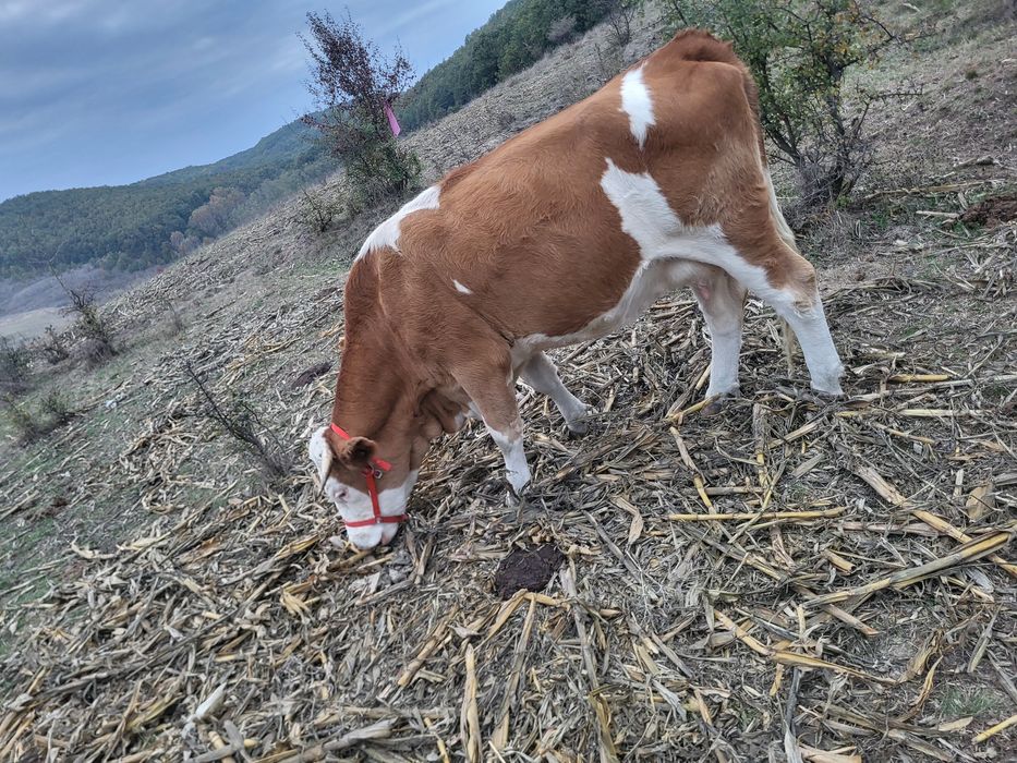 Vaca și vițel de vânzare