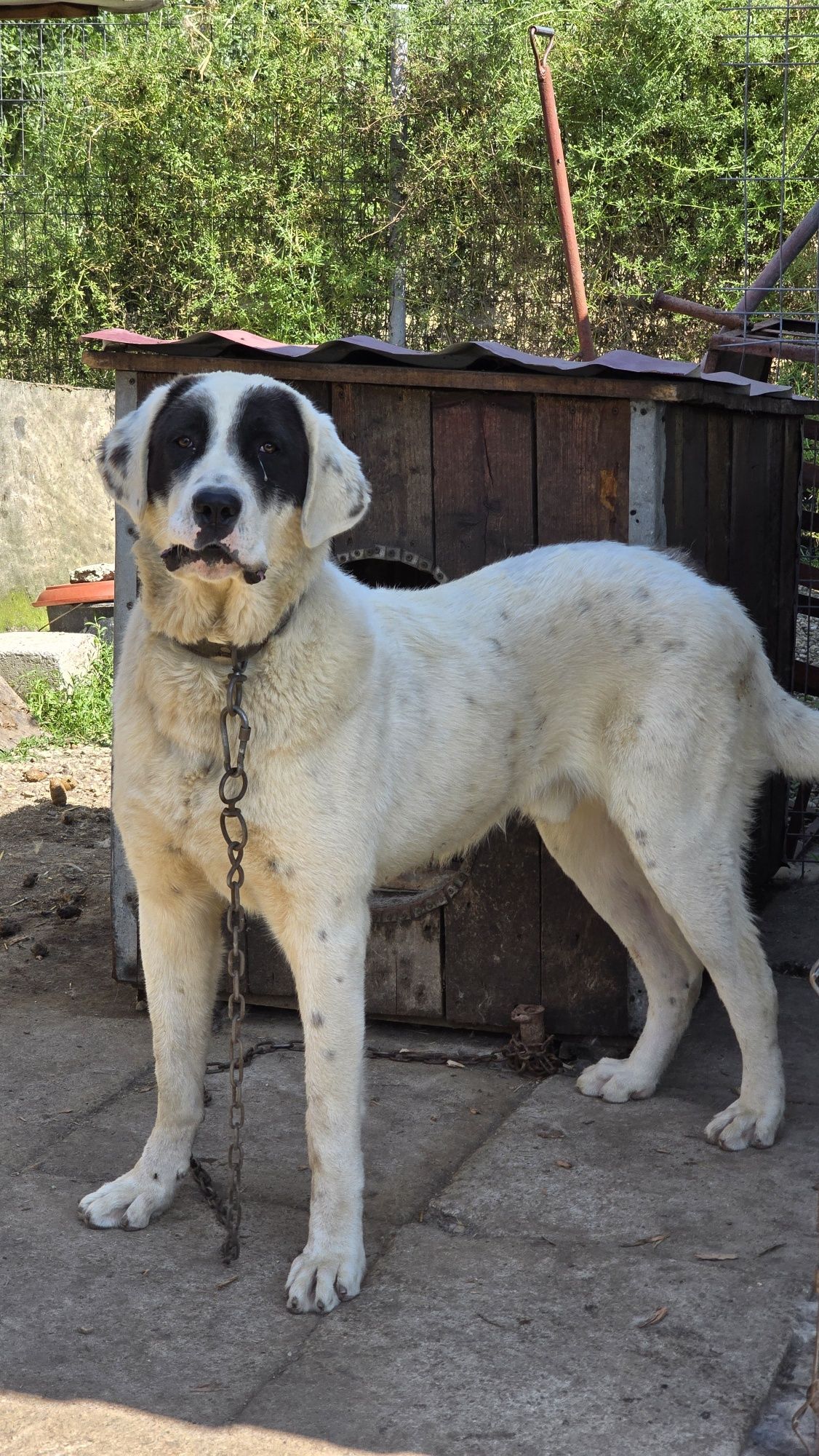 Câine ciobanesc de vânzare