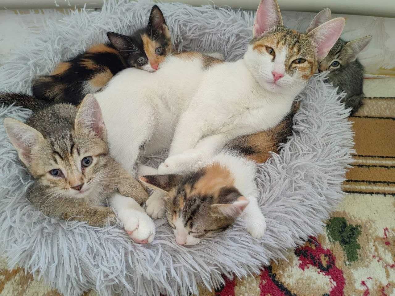 Котята в добрые руки