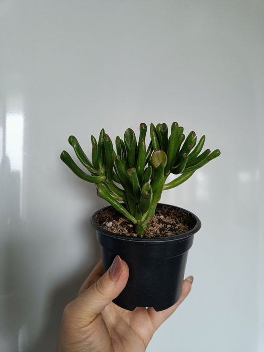 Продам толстянку хоббит