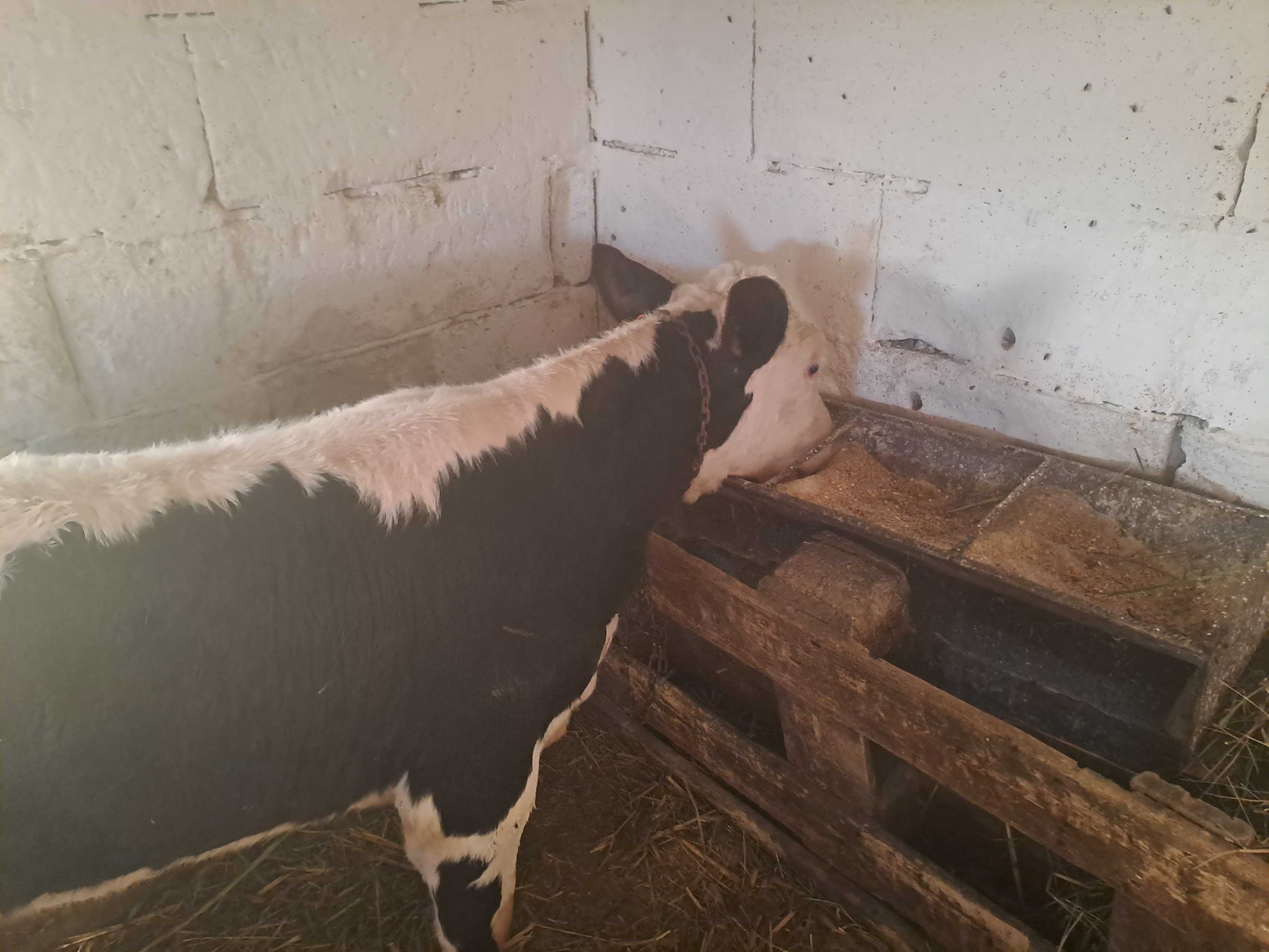 Vând 2 vițele de 2luni jumate