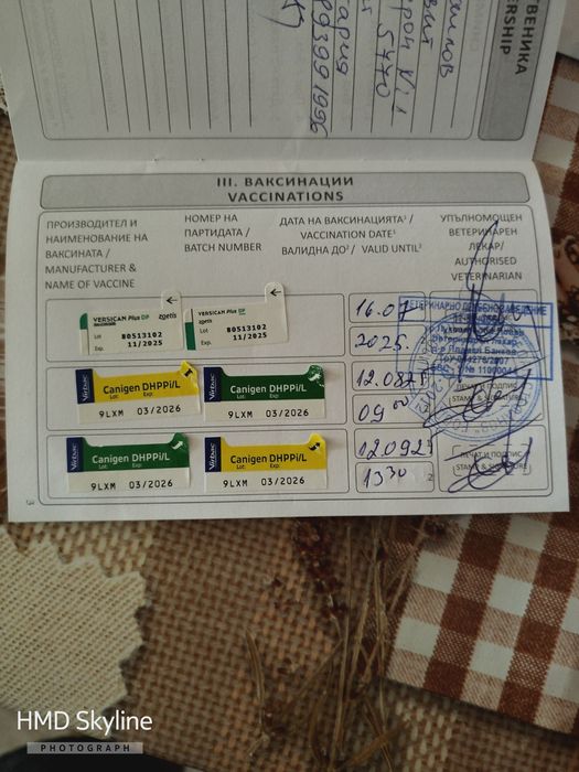 Женско Джак рьселче ваксинирано обезпаразитено с паспорт