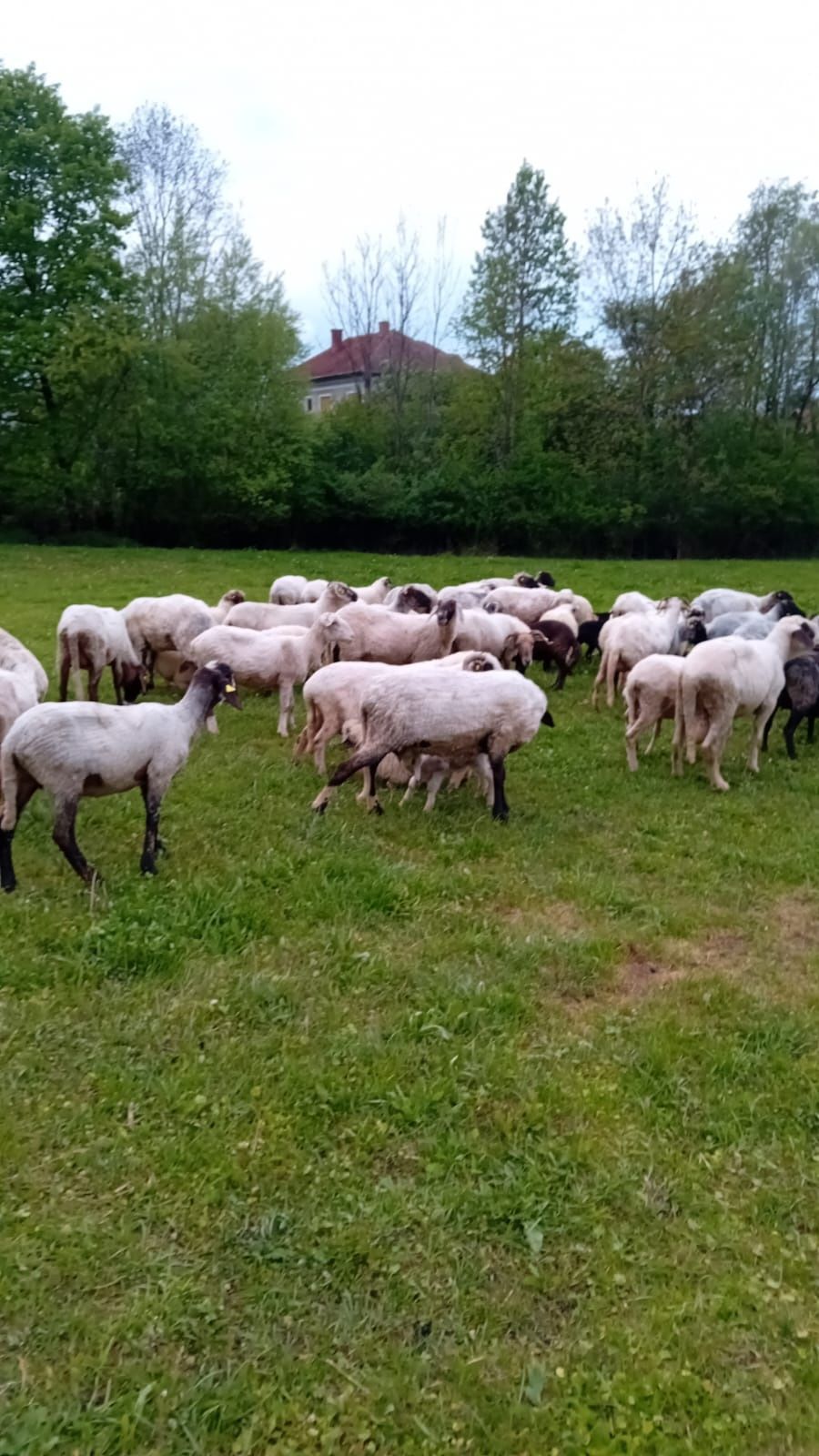 Vând oi cu lapte 25 bucati