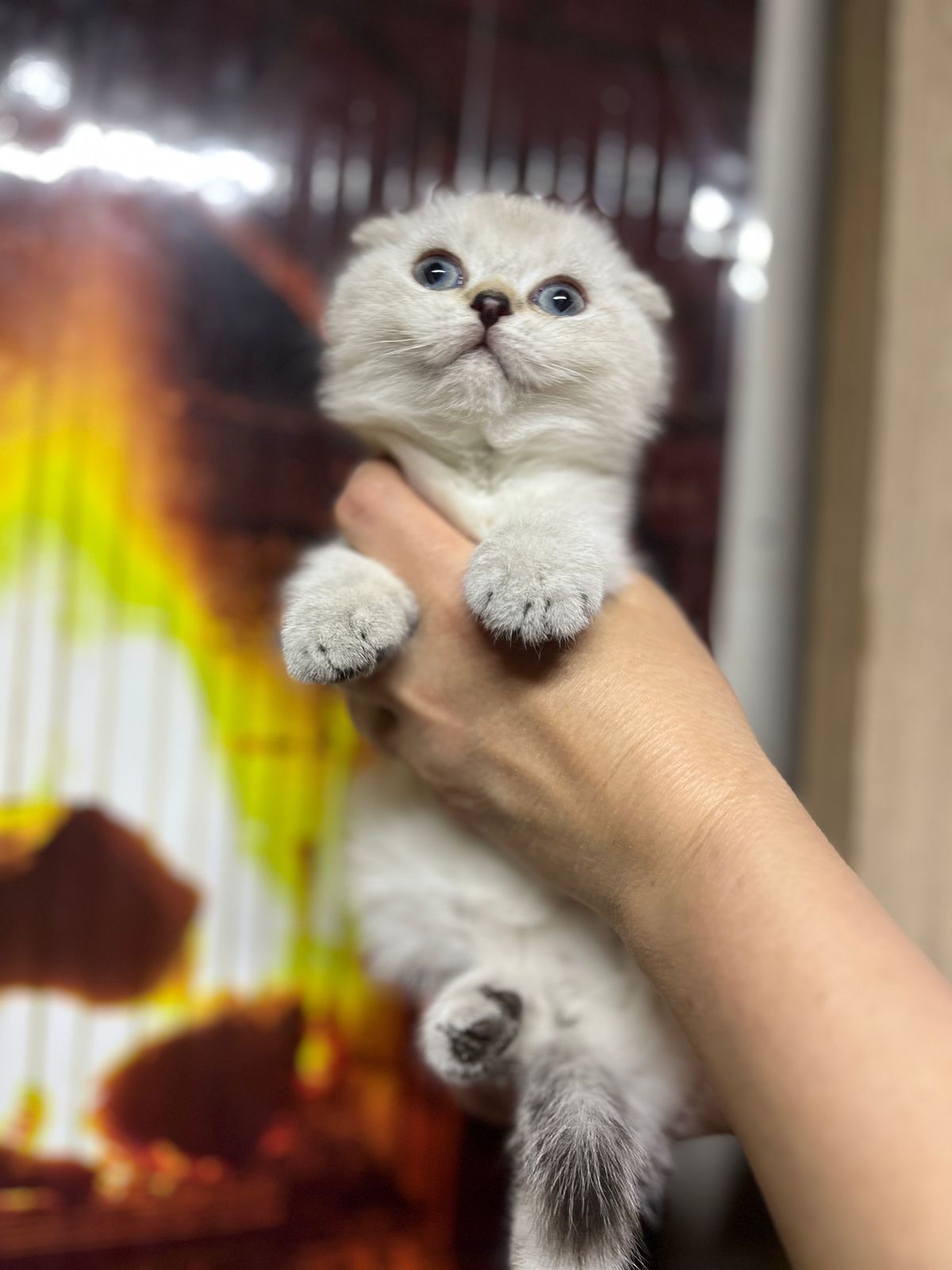 Скотиш фолд девочка