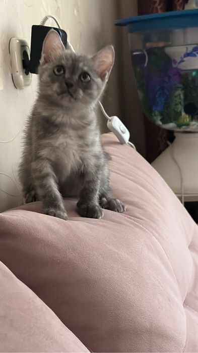 Чистакровная девочка скоттиш страйт с паспортом