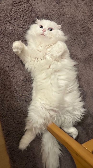 продается Турецкий Ангора кот