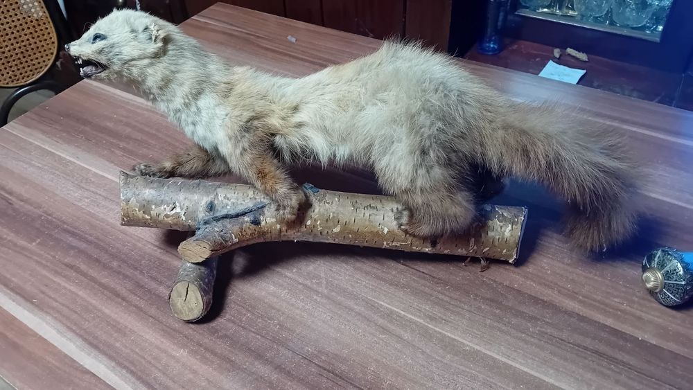 Препарирана  кошута.Катеричка   и  белка