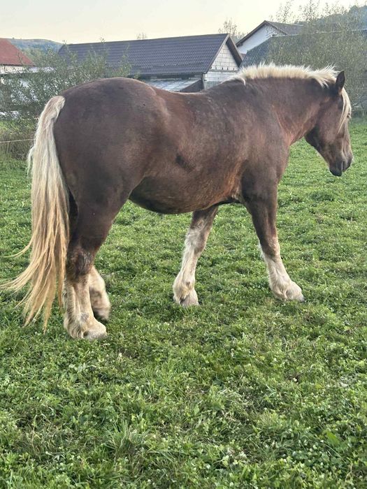 De vânzare manz de 3 ani