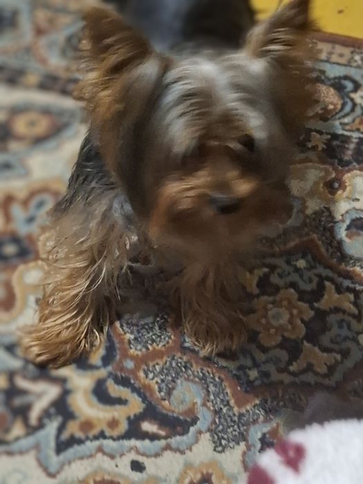 Ищем пару для мини Йеркшеского терьера 1 год,шустрый пёс,будем рады .