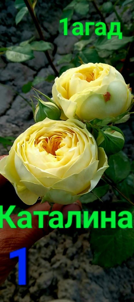 Пирнссеца киши.Мистир Баблис.Каталина.Тоза Чорний кучатлари бор .