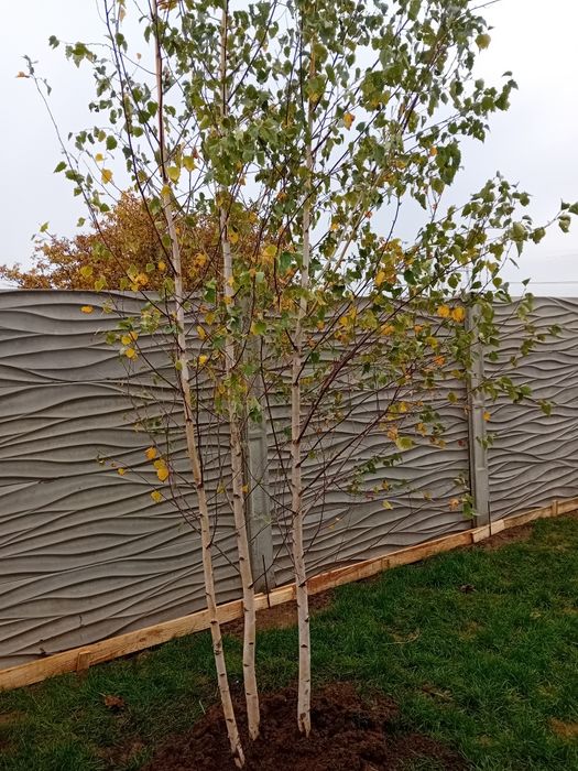 Vând mesteacăn alb ornamental diferite dimensiuni