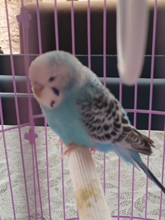 Peruș albastru femelă