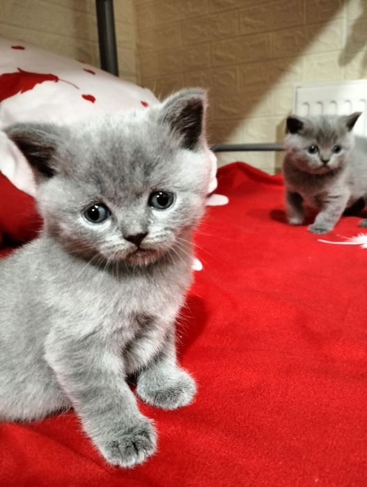 British Shorthair