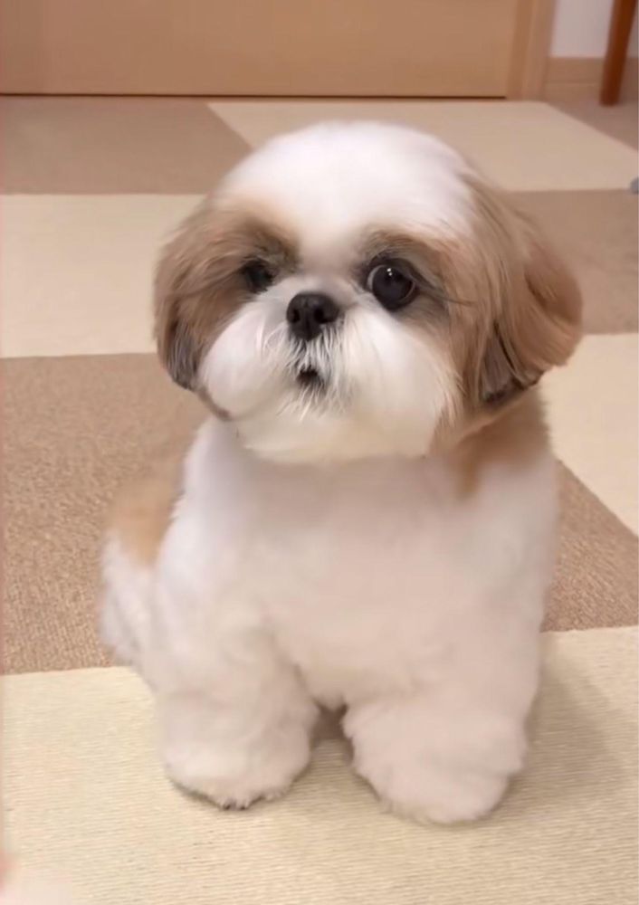 Catel Shih Tzu Mini Toy Shitzu Rasa Pura