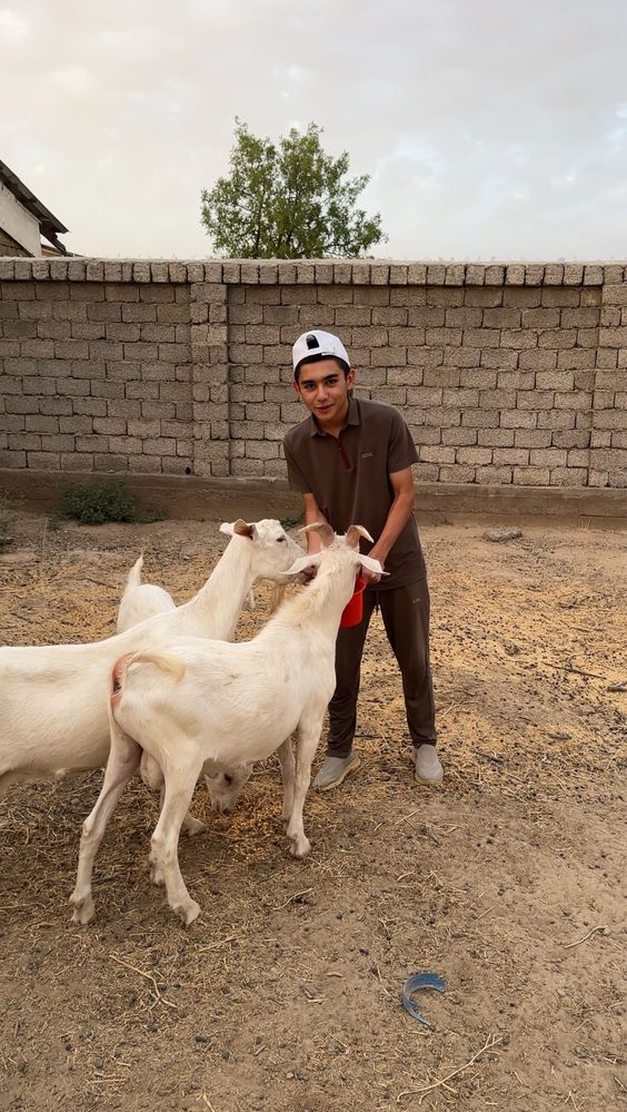 Zanen echkilarimiz “Basmala farm” fermasidan