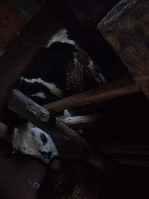 Продам двух бычков на выбор порода сементал,