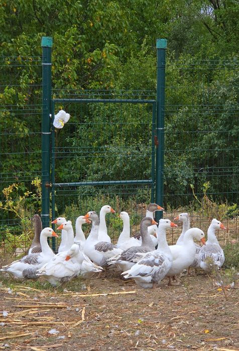 Vând Gâște preț 150 ron bucata