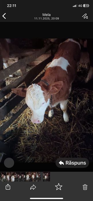 Vițea bălțată românească de vinzare foarte bună de vânzare