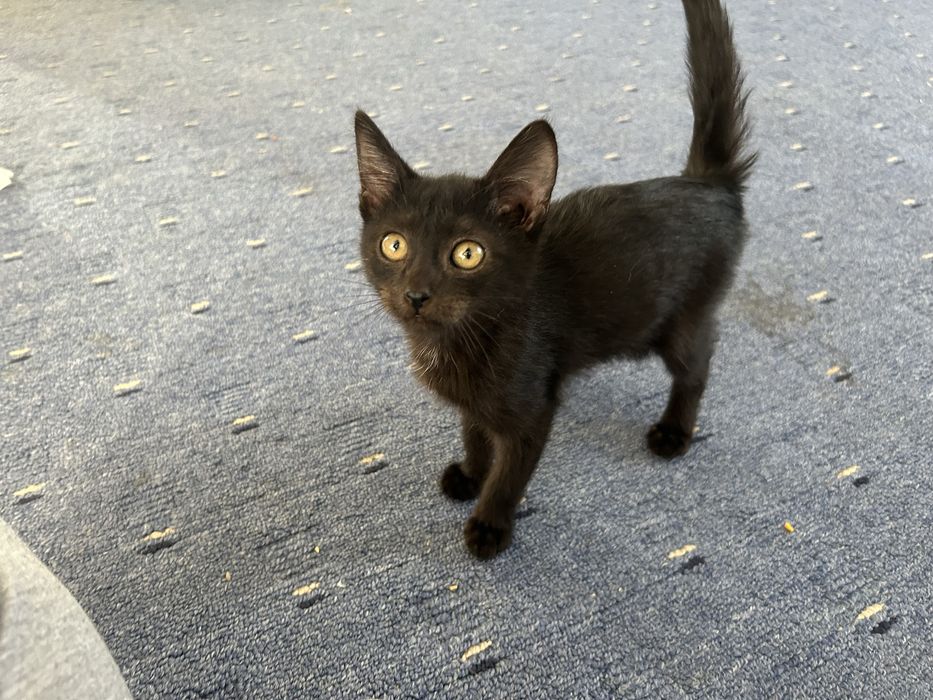 Отдам котёнка в добрые руки