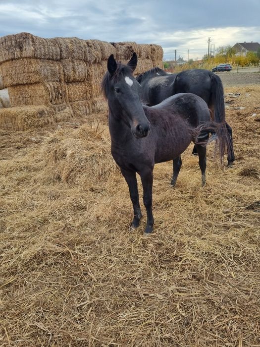 Vând sau schimb manză