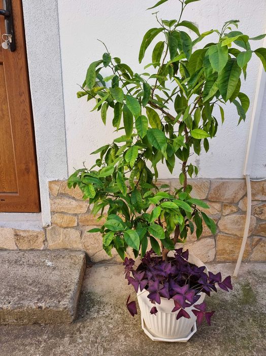 Растение Мандарина 100 см не ражда