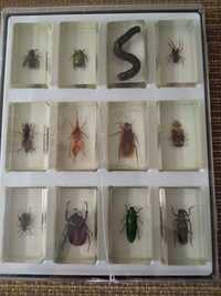 Vând colecție de insecte