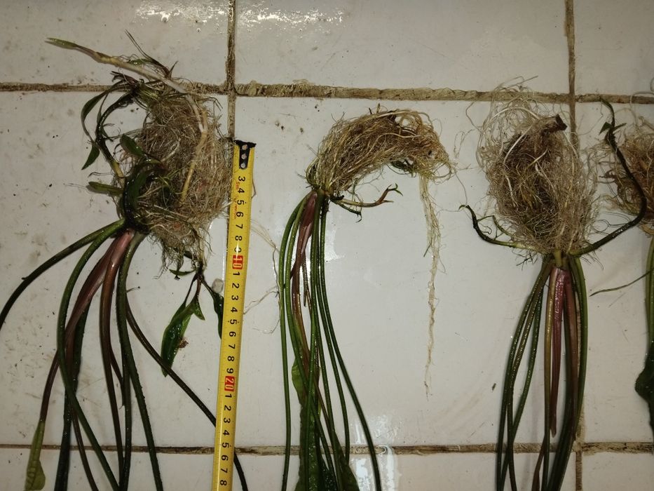 Аквариумни растения