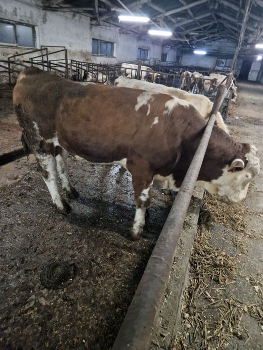 Vind viței pentru abator