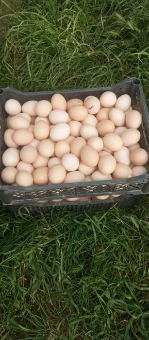 Damashniy tuxum Ichigo javib sapsariq