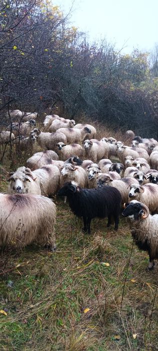 Oi turcane de vânzare