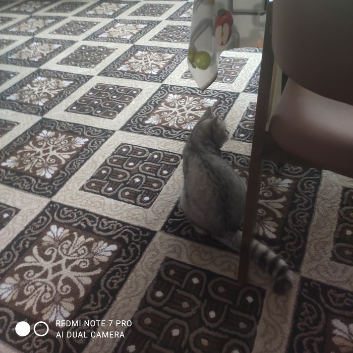 Серебристый шиншилла сотилади