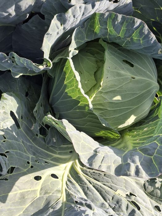 Varza de vazare Cociuba Mare