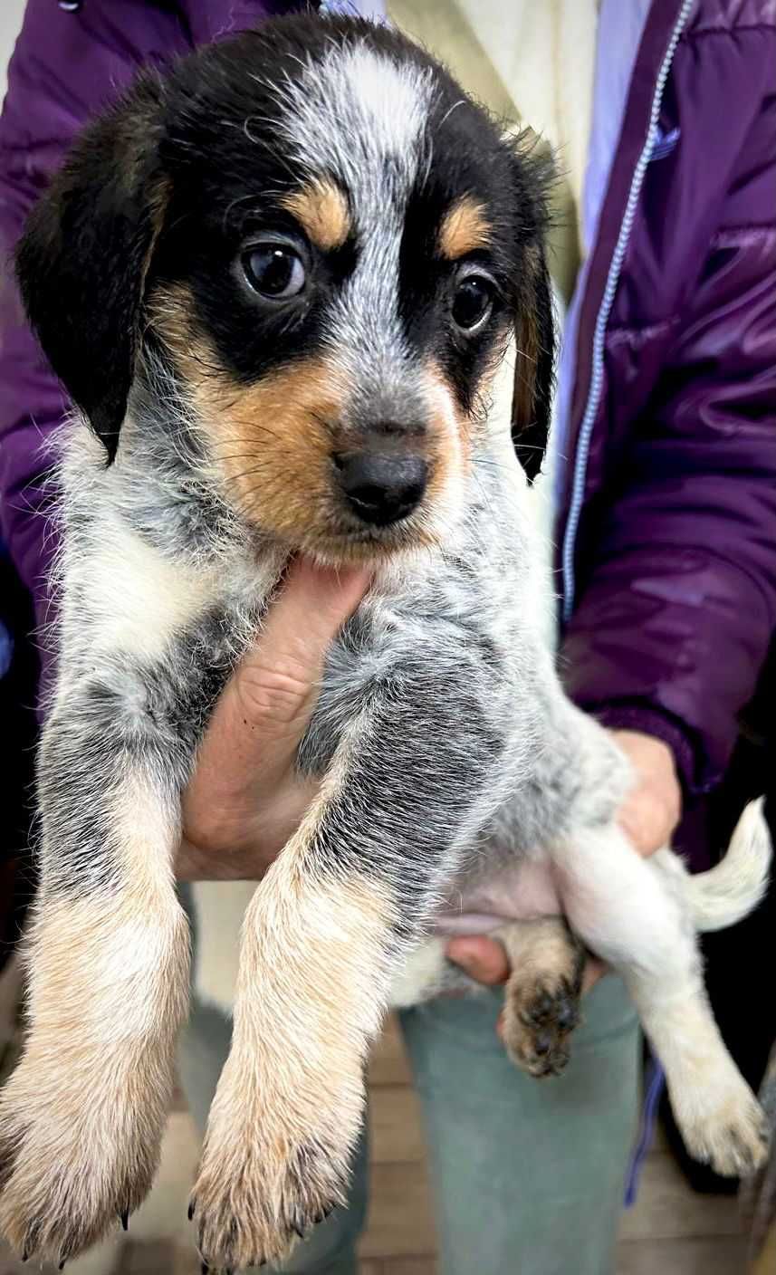 Leo, Luna și Rocky - Cățelușii Perfecți pentru Familia Dumneavoastră!