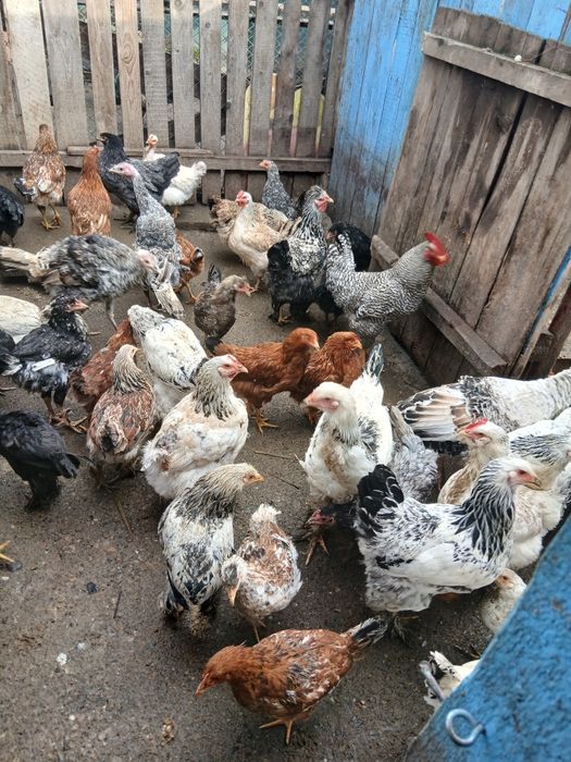 Desființez crescatorie