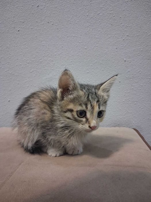 Котята Даром! Отдам в хорошие руки!