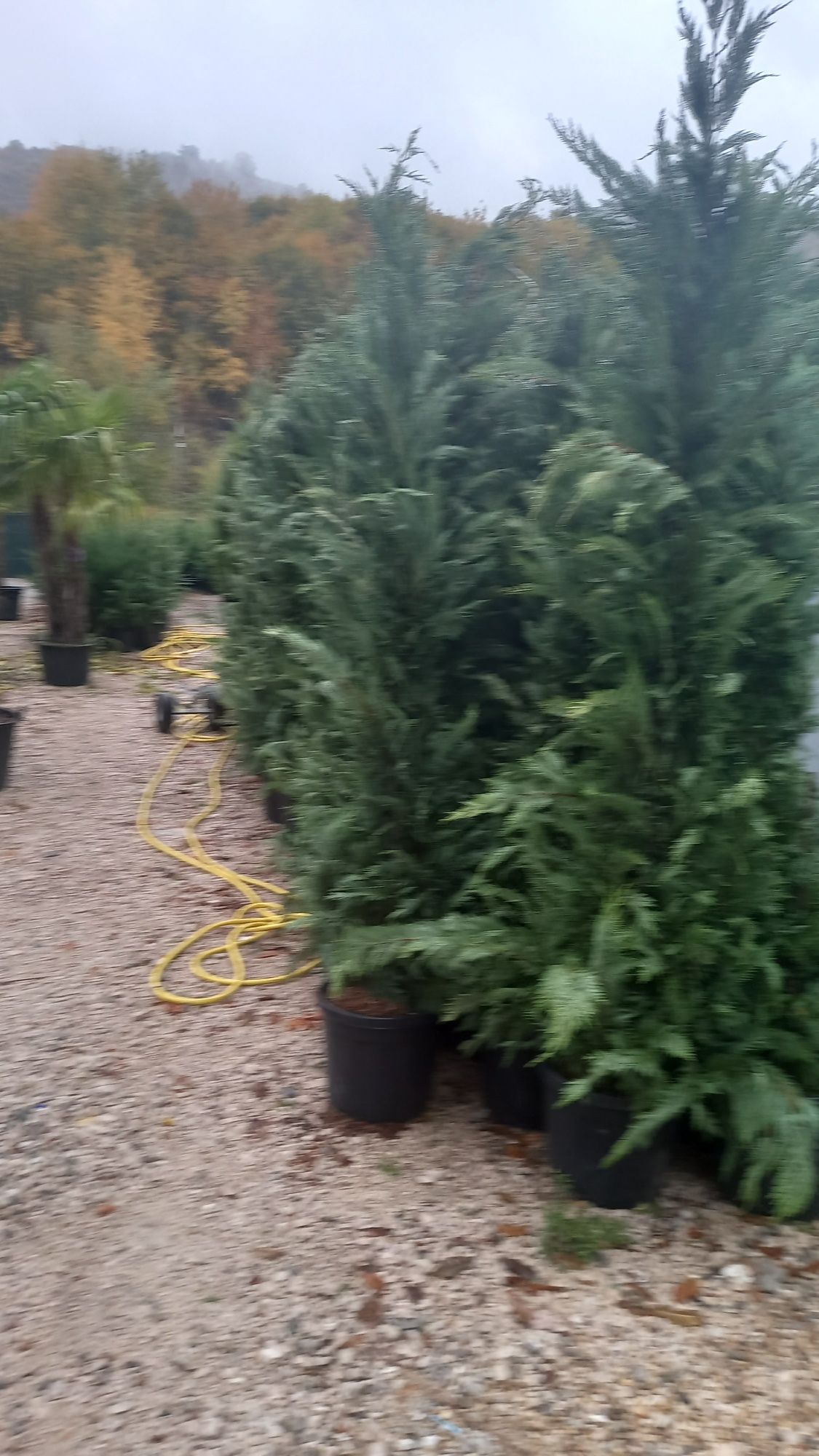 Avem plante ornamentale tuia spiral  măslin  palmieri aducem la comand