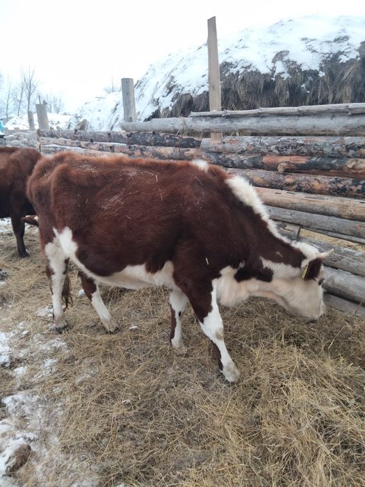 Продам корову стельную. Возраст 4 года.