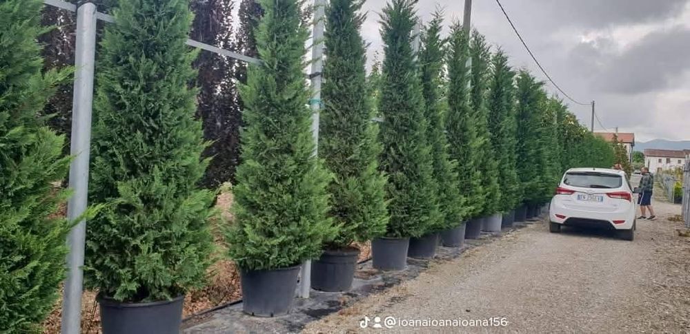 Vând plante ornamentale