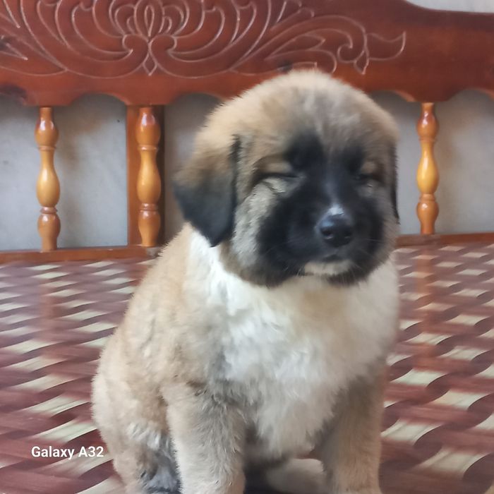 Кавказский  щенок девочка