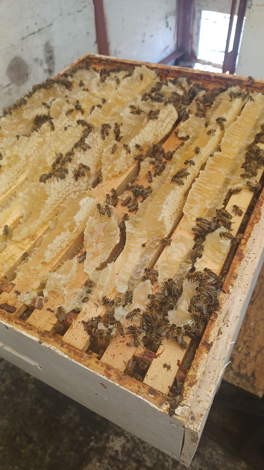 Miere și produse apicole