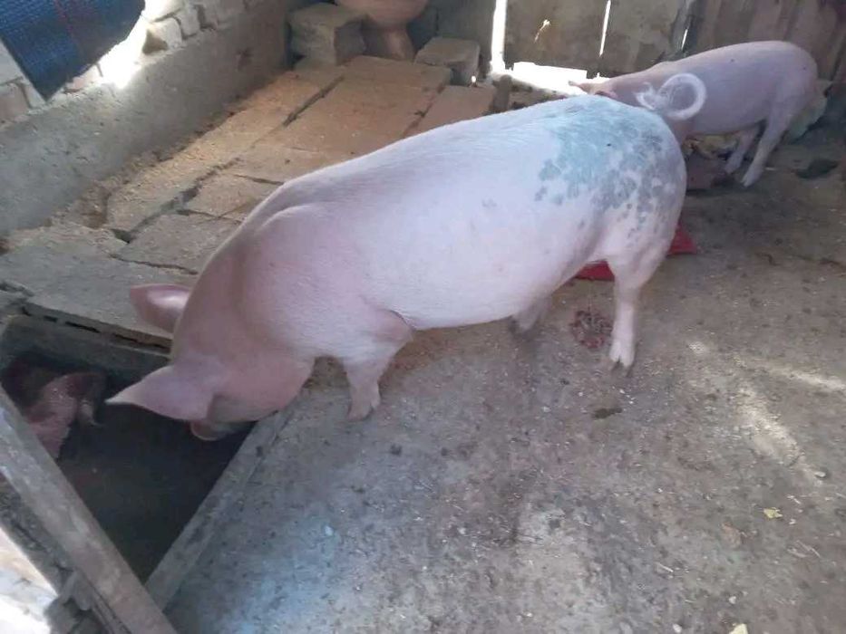 Град Шумен само сериозни обаждания