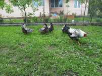 Oua pentru incubat gaini de rasa