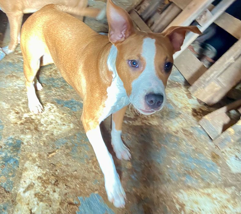 Кученца Американски стафордшир териер