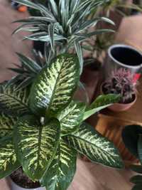 Комнатное растение Дифенбахия РИВА 1 м